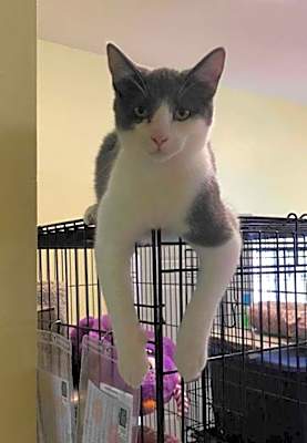 Photo of Gato #image