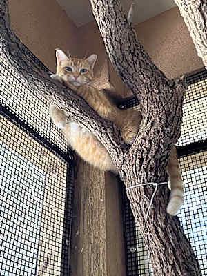 Photo of Sherbert #image