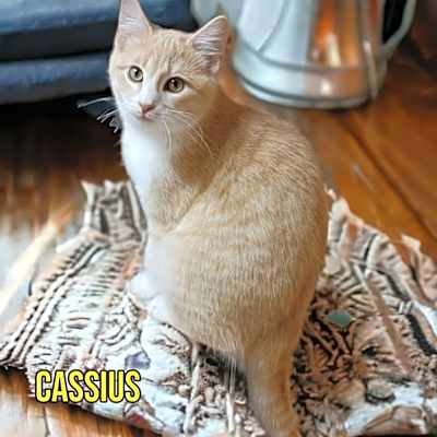 Photo of Cassius #image