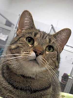 Photo of Savannah #image