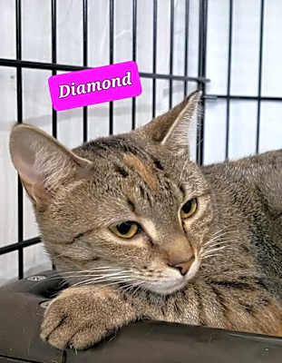 Photo of Diamond #image