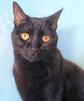 Photo of Midnight #image