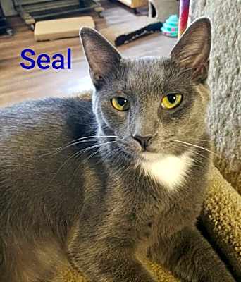 Photo of Seal #image