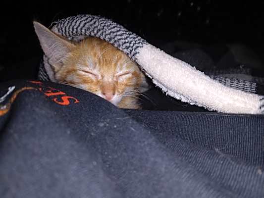 Photo of Oliver #image