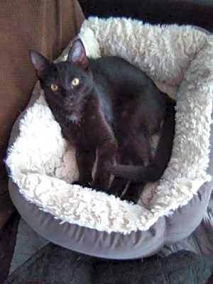 Photo of KITTEN POLLY POCKET #image