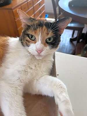 Photo of Fawn #image