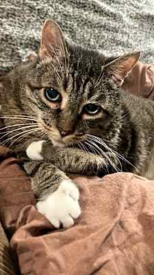 Photo of Charlie - Foster Needed #image