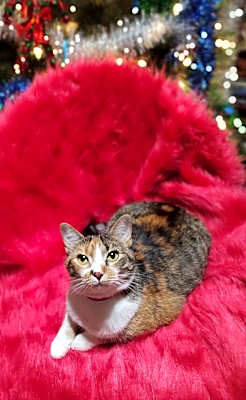 Photo of CALI B #image
