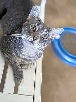 Photo of Berlioz #image