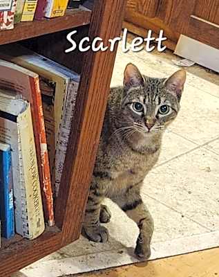 Photo of Scarlet #image