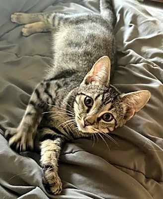 Photo of Dexter #image