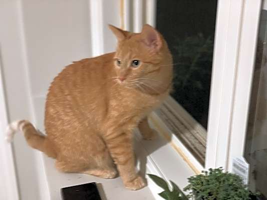 Photo of Finn  #image