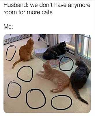 Photo of A Generic Cat/Kitten Application #image