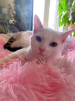 Photo of Dot INDOOR ONLY #image