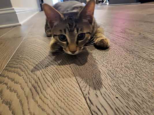 Photo of Zeus #image