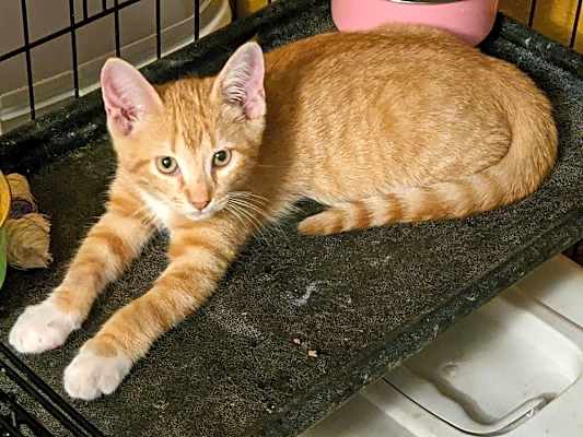 Photo of Sherbet #image