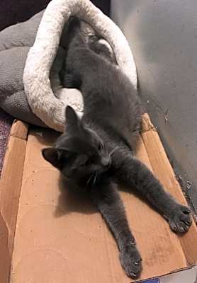 Photo of Sheri bonded with Alison #image