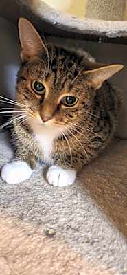 Photo of Bailey #image