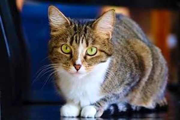 Photo of Pepper #image