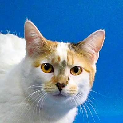 Photo of Princess Rocky #image