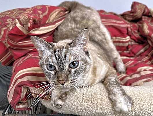 Photo of Jasmine #image