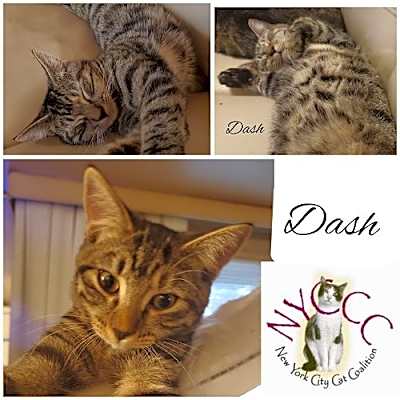 Photo of DASH #image