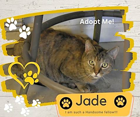 Photo of Jade #image