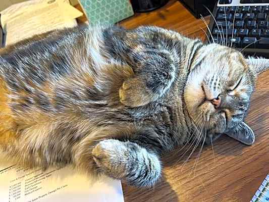 Photo of Dutchess #image