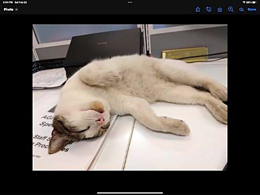 Photo of zz - Kiwi #image