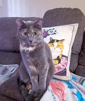 Photo of kumico #image