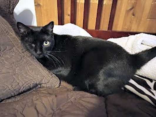Photo of Ebony #image