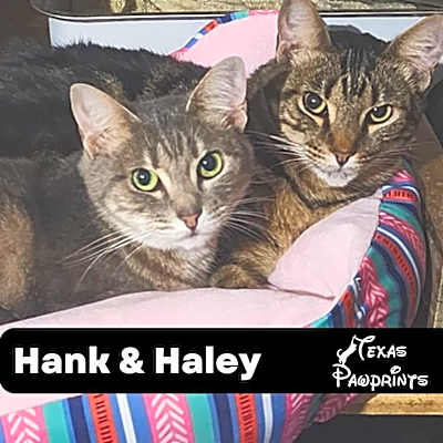 Photo of Bonded Pair Hank & Haley #image
