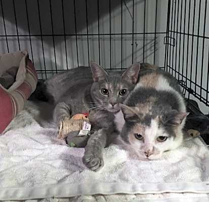 Photo of Antoniette bonded with Heidi #image
