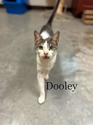 Photo of Dooley #image