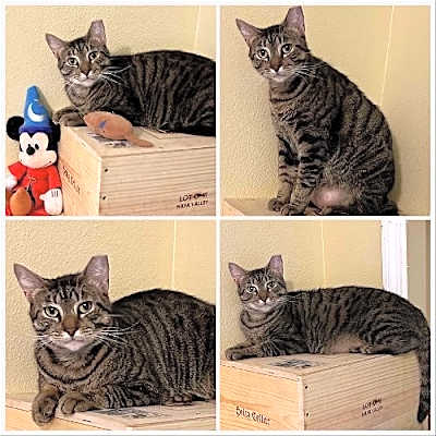 Photo of Peanut #image