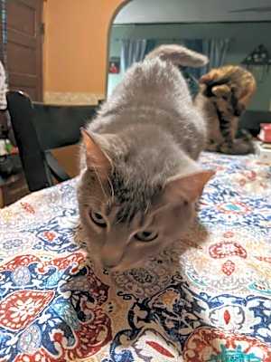 Photo of Mittens #image