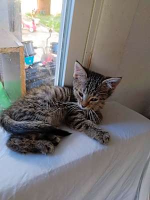 Photo of Kitten2 - RICHMOND, IN #image