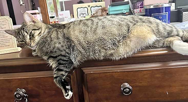 Photo of Dinky 😺 #image