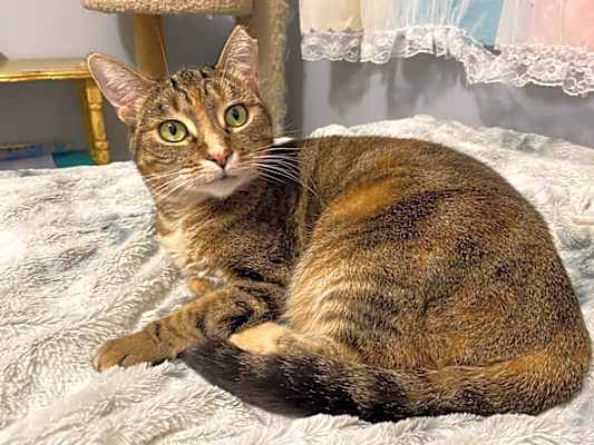 Photo of Arwen INDOOR ONLY #image