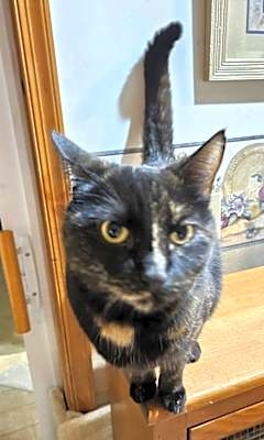 Photo of Mocha #image