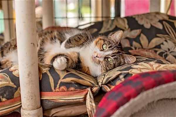 Photo of Rue #image