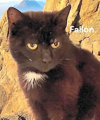 Photo of Fallon #image
