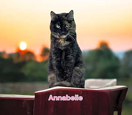 Photo of Annabelle #image