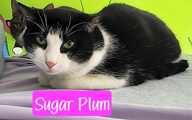 Photo of Sugar Plum #image