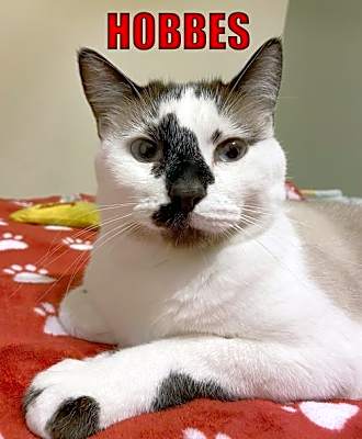Photo of Hobbes #image