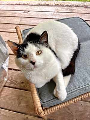 Photo of Cowvin #image