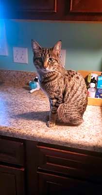 Photo of Pixie #image
