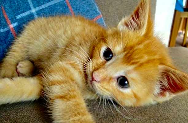 Photo of Giny #image
