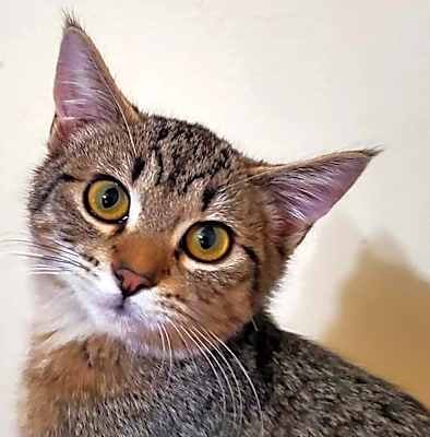 Photo of Penny #image