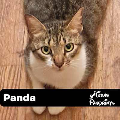 Photo of Panda #image